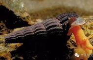 探索印尼精灵：橙兔苏螺的饲养指南