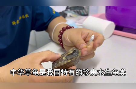 中华草龟腐甲救治：专业方法助你宠物康复