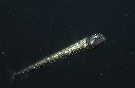 揭秘蝰鱼：海洋底部的神秘生物荧光战士