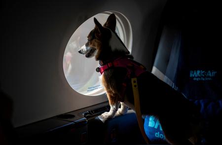 美国：宠物狗也能享受舒适航班
