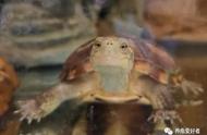 探索观赏性强的深水龟品种