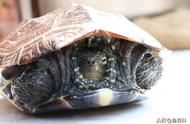 揭秘草龟成长速度：一年能长多少厘米？