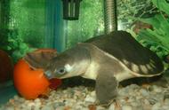 揭秘猪鼻龟：它们真的吃小型观赏鱼吗？