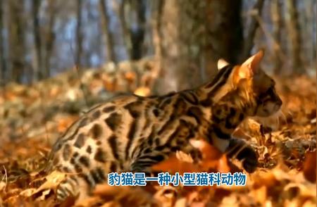 豹猫：揭秘小型猫科动物的魅力