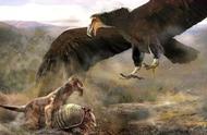 揭秘阿根廷巨鹰：真以狮子为食？还是传说？