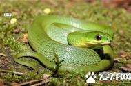 探索角蝰蛇：最漂亮的宠物蛇之一