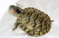 探索巴西龟的长寿秘诀，惊喜发现居然还会……
