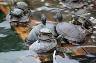 广东惊现巨型入侵乌龟，重达37斤，引发广泛关注