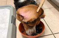 揭秘比格犬独特的进食习惯：耳朵为何总是弄脏？