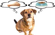 狗狗营养膏的正确使用方法及注意事项