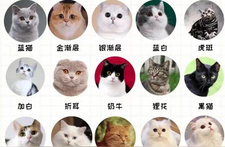 猫咪品种大揭秘：了解这些常见的猫品种特点