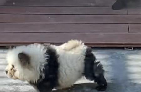 泰州动物园“熊猫犬”爆红网络，背后故事揭秘
