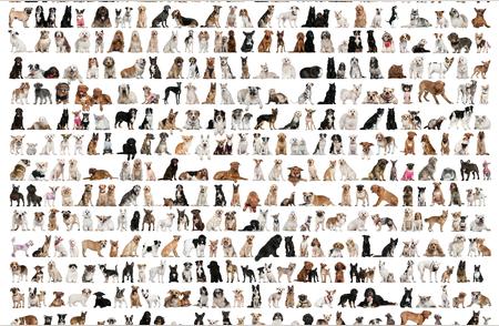 揭秘！450种狗品种高清图，你最喜欢哪一种？