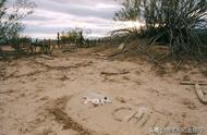 探索美国非法宠物墓地：摄影师镜头下的荒凉与思念