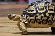 猎奇动物：揭秘黄花豹龟的独特魅力