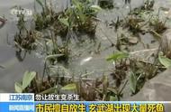 揭秘南京玄武湖死鱼事件：真相究竟如何？