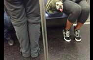 揭秘：狗狗坐地铁的趣事与背后的温情