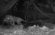 美洲豹猎豹猫：揭秘顶级捕食者间的激战