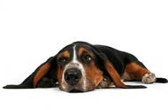 巴吉度犬的魅力：名犬欣赏与饲养指南