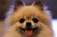 揭秘！博美犬的六种快乐行为，你了解多少？