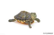 小乌龟养护全攻略：从品种到成长，一篇文章全掌握！
