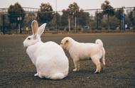 探索各种不一样的兔兔，你最喜欢哪一只？