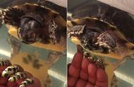 解密巴西龟见迷彩指甲反应：魔幻手指背后的神秘意图