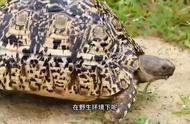 豹纹陆龟饲养全攻略：让你成为养龟达人！