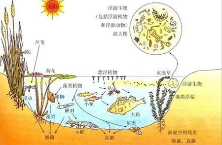 揭秘女子携带90只吸血鬼蟹入境事件