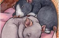 探索宠物鼠的世界：你的最佳伙伴