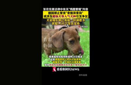 德国考虑禁止腊肠犬：骨骼异常成争议焦点