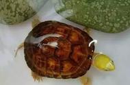 家有黄喉拟水龟：宠物养护全攻略