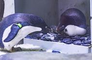 上海海昌公园阿德利企鹅创纪录产下15枚蛋