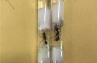 揭秘澳洲巨型毒蚂蚁：海关截获销毁，生态安全受威胁