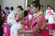 萌兽盛宴！第四届中国昆明东盟宠物博览会精彩回顾