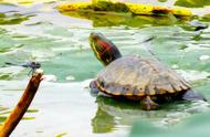 初学者指南：巴西红耳龟的饲养与养护要点