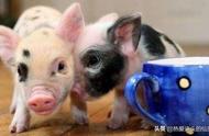 探索茶杯猪：它是幸福的象征吗？