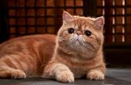 银幕经典猫咪角色大盘点：你最喜欢哪一个？