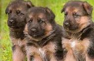 德国牧羊犬幼犬饲养全攻略：让你的爱犬茁壮成长