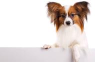 蝴蝶犬健康指南：五种常见疾病及其预防措施