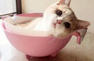 茶杯猫：萌宠界的可爱担当