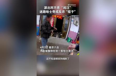 哈士奇成反诈英雄：派出所的“搭子”故事