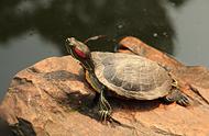 探索巴西龟的魅力：便宜又好养的首选宠物