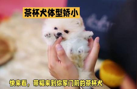 探索茶杯犬的魅力：迷你犬种的独特之处