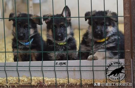 寻找最佳伙伴：三个月大的赛级德牧幼犬等你来选