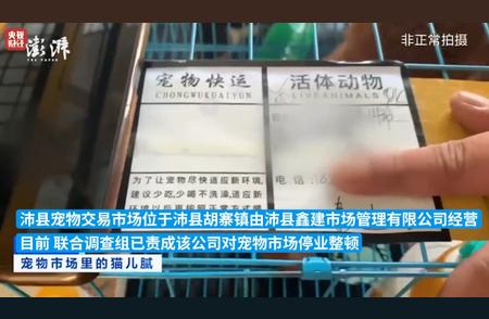 江苏沛县宠物市场停业整顿：加强监管，保障消费者权益
