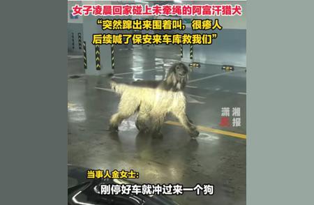 杭州女子车库惊险遭遇：阿富汗猎犬一米多高，一家三口紧急避险