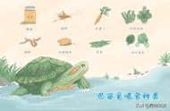 巴西龟的口味偏好：揭秘它们的最爱食物