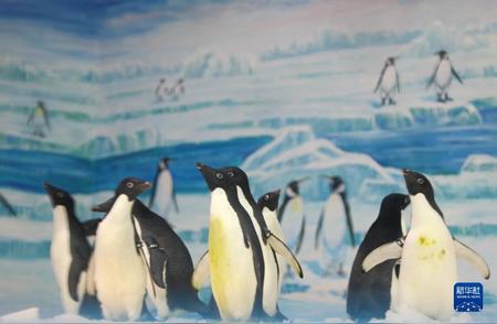 冰城新星：黑龙江省首次引进阿德利企鹅