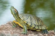 揭秘世界上寿命最长的乌龟：35岁高龄的传奇存在